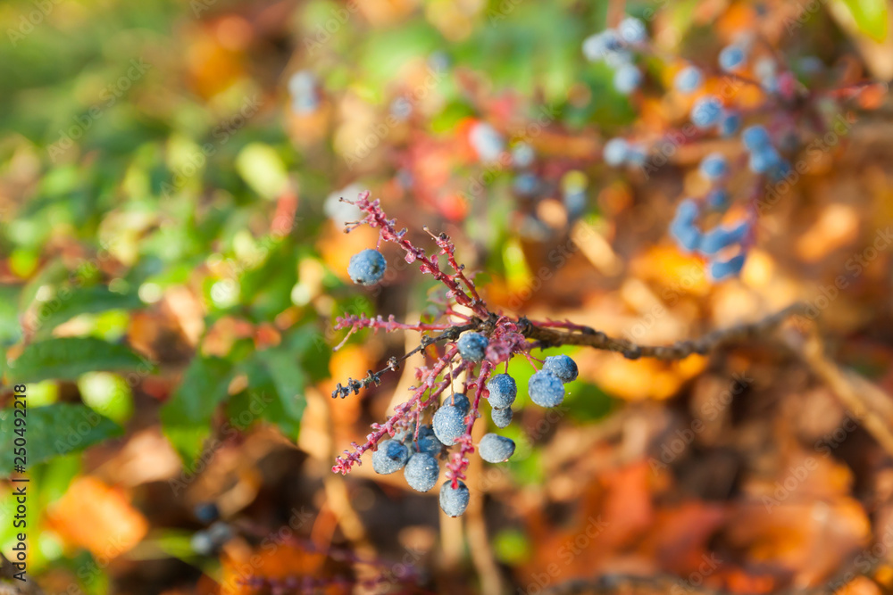 custom made wallpaper toronto digitalShrub with blue berries of berberis with dew drops in Finland at autumn.