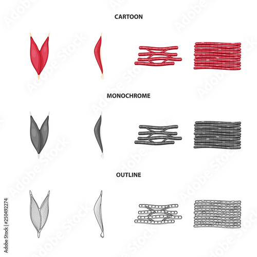 Vector illustration of fiber and muscular symbol. Collection of fiber and body  vector icon for stock.