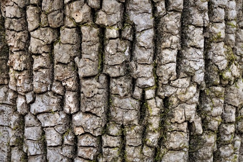 Ash tree bark background texture, Winter in Georgia USA.