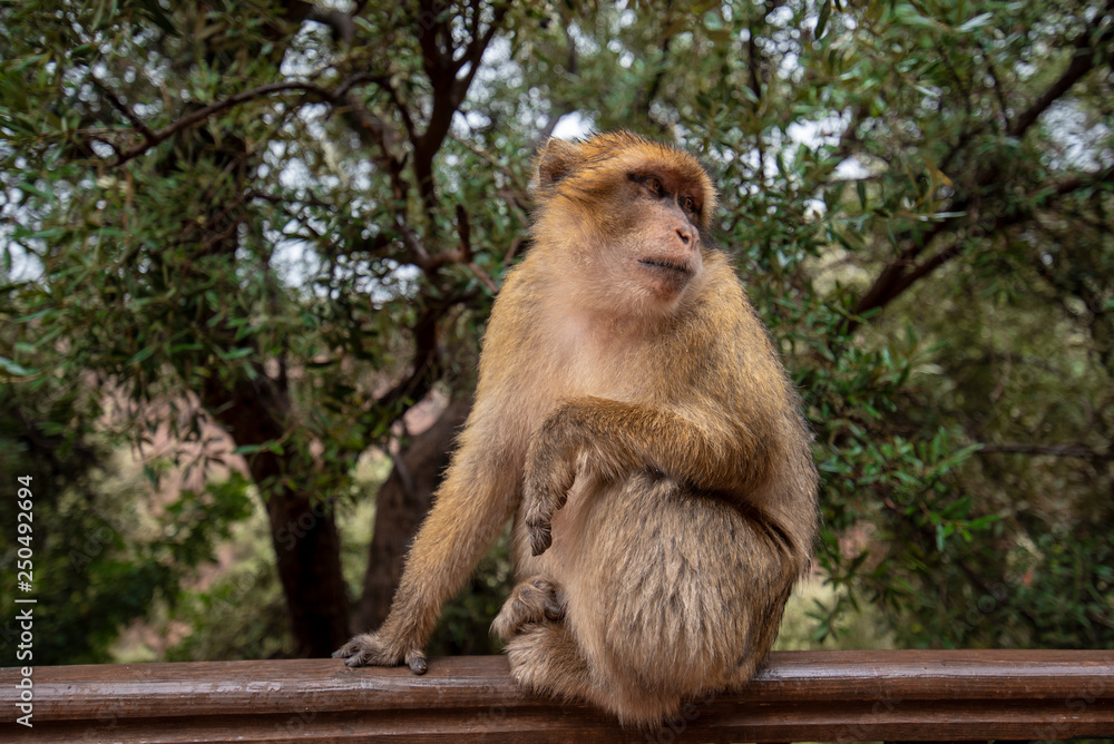 Fototapeta premium Barbary Macaque Monkey sitting on ground in the great Atlas mountain forests with green leaves on the background of Ouzoud waterfalls, Morocco, Africa