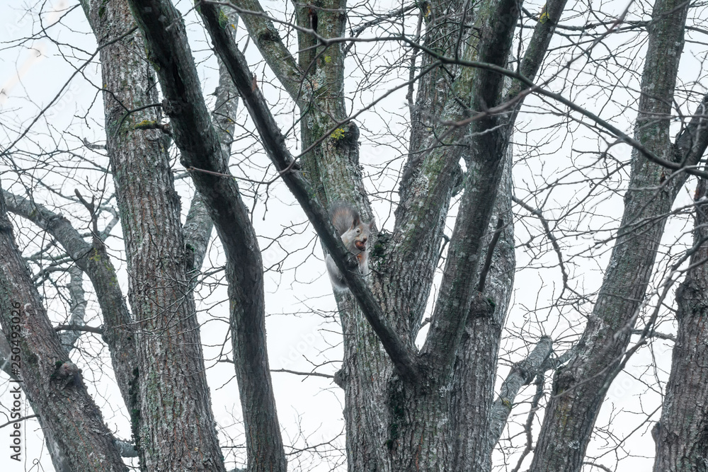 Fototapeta premium Squirrel sitting on a tree with acorn in mouth in the autumn forest against the sky, autumn in Finland.