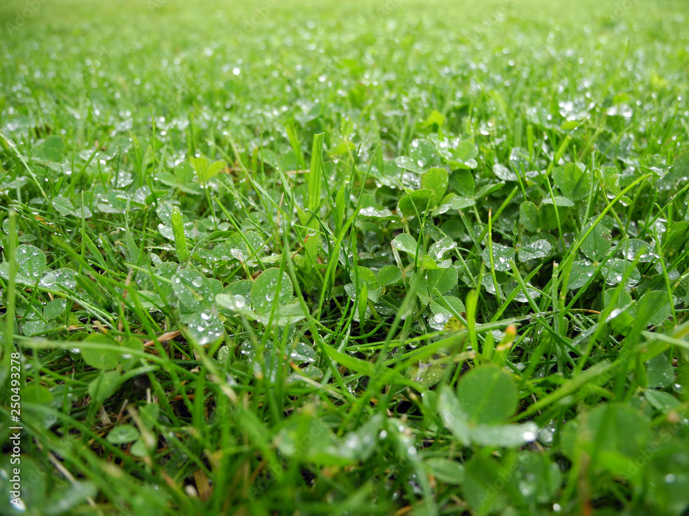 Dew transparent drops on the green grass full screen Dew transparent drops on the green grass full screen