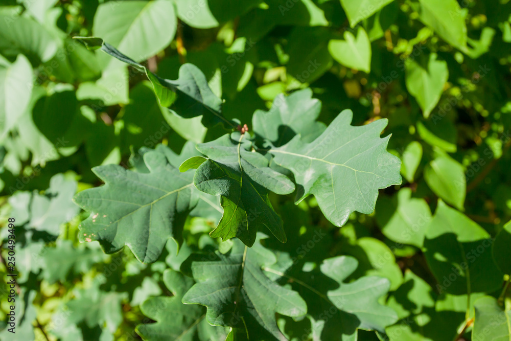 Obraz premium Oak green leaf background at summer forest in Finland. Natural texture.
