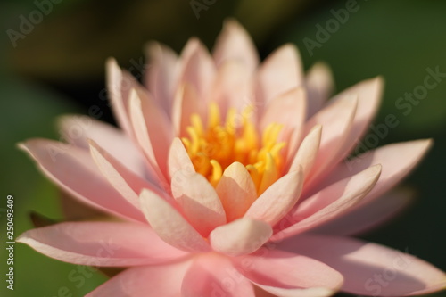 Lotus flowers in the park s pond. 