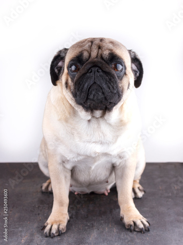 Dog pug close-up with sad brown eyes. Portrait on white background