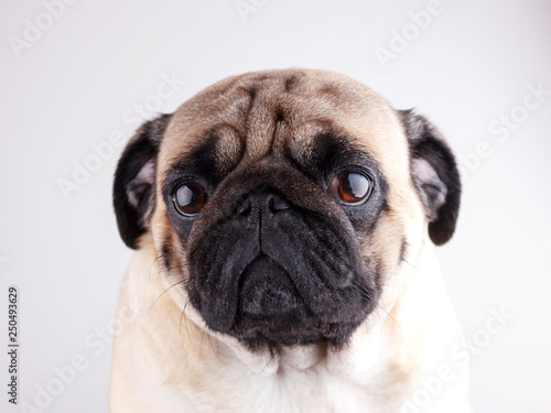 Dog pug close-up with sad brown eyes. Portrait on white background
