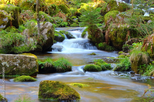 Stream in forest with small pine tree