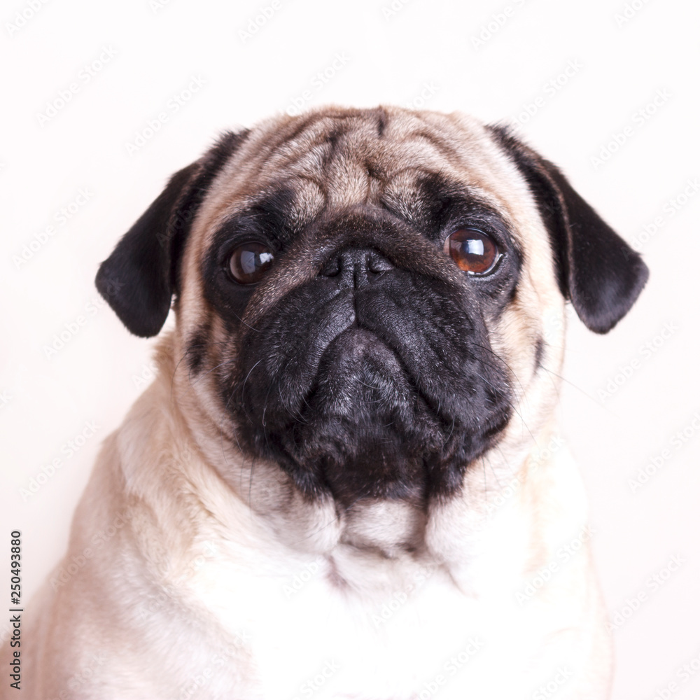 Dog pug close-up with sad brown eyes. Portrait on white background