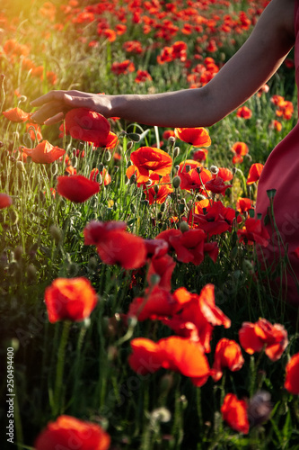 Field of red poppies at sunset  © nataliamilekhina