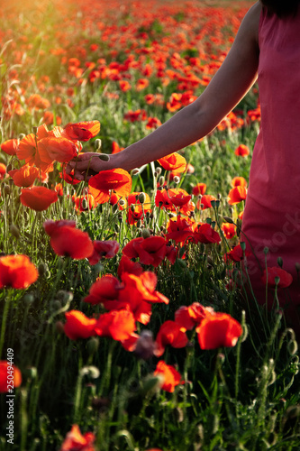 Field of red poppies at sunset 