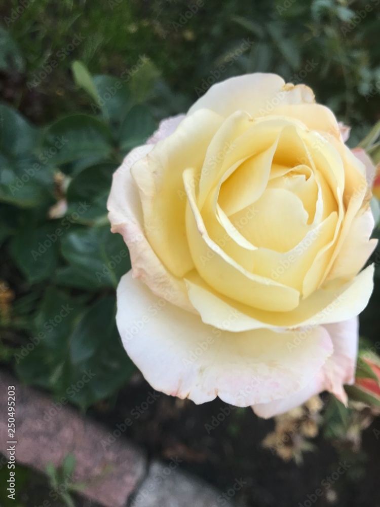 Flowers, roses , garden, blossom, flora, sammer , rose, Flowers, roses , garden, blossom, flora, sammer , rose,