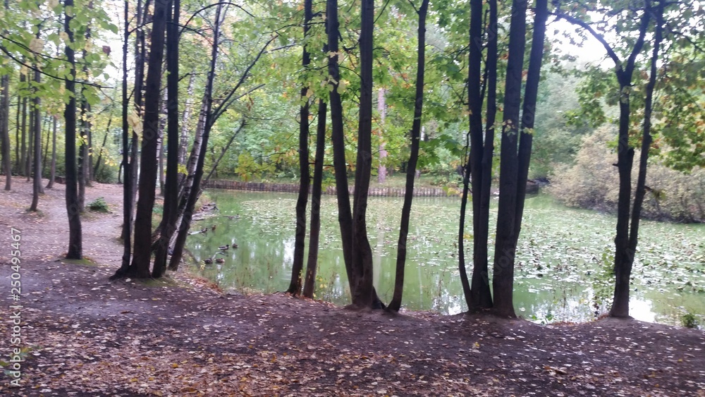 An Autumn pond in Moscow An Autumn pond in Moscow