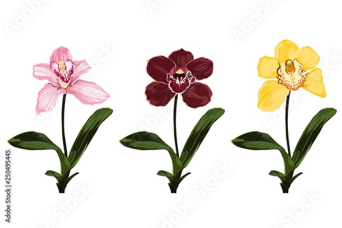 Collection of colorful orchid flowers. Plants branches for your design isolated on white background.