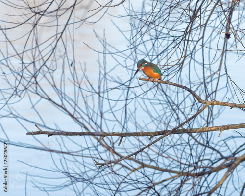 Eisvogel auf der Lauer