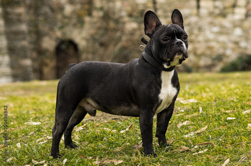 Black and white French Bulldog outdoor set Black and white French Bulldog outdoor set