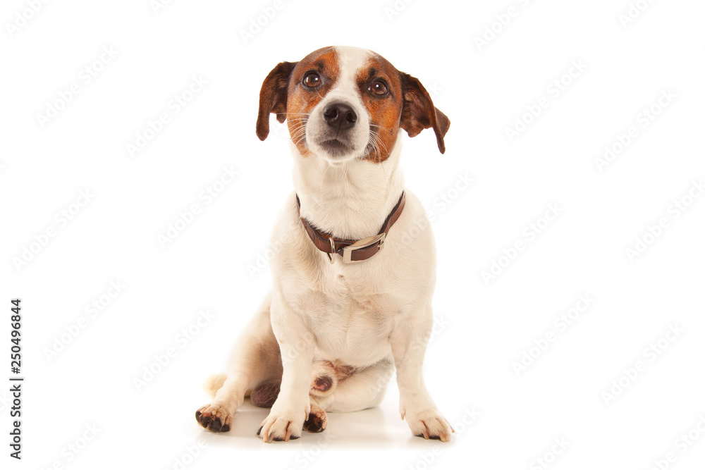 Jack Russell terrier isolated on white