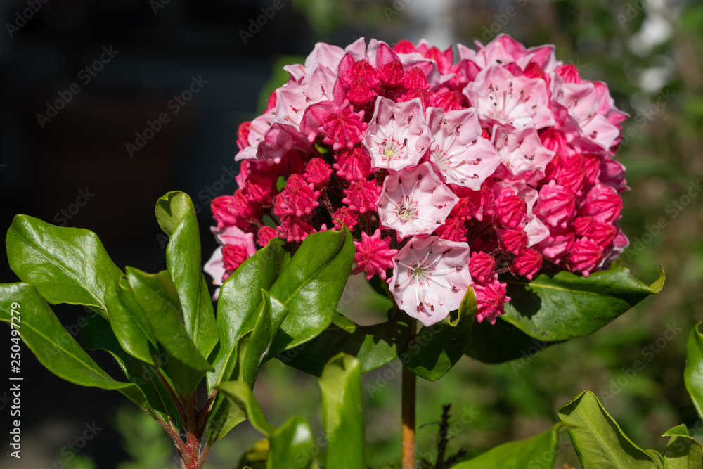 Fototapeta premium Mountain laurel, Kalmia latifolia