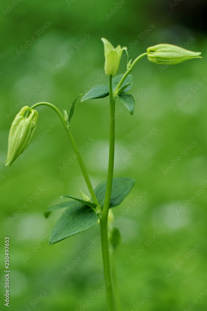 Akelei - Aquilegia Knospen 