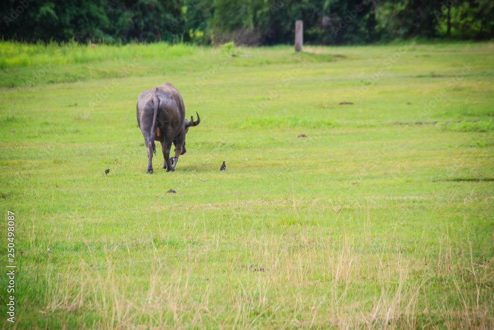 The water buffalo or domestic Asian water buffalo is eating grass with birds in green grass field.