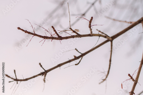 branch of a tree in winter