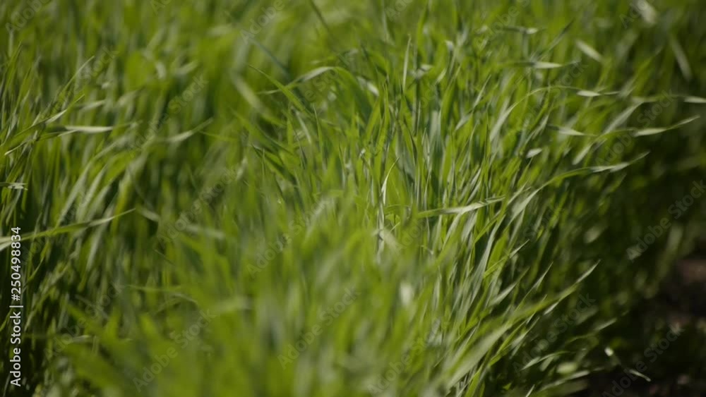 green grass growing on the agricultural field green grass growing on the agricultural field