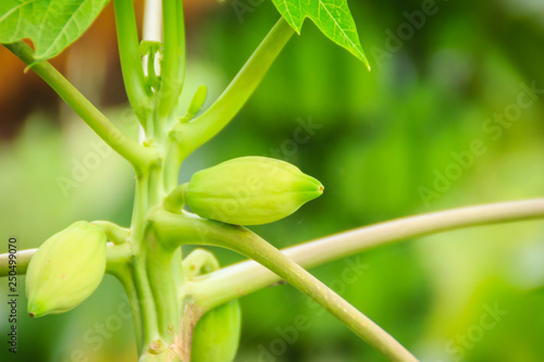 Dwarf papaya due to lack of fertilizer and diseased. Papaya plantation and low productivity concept.