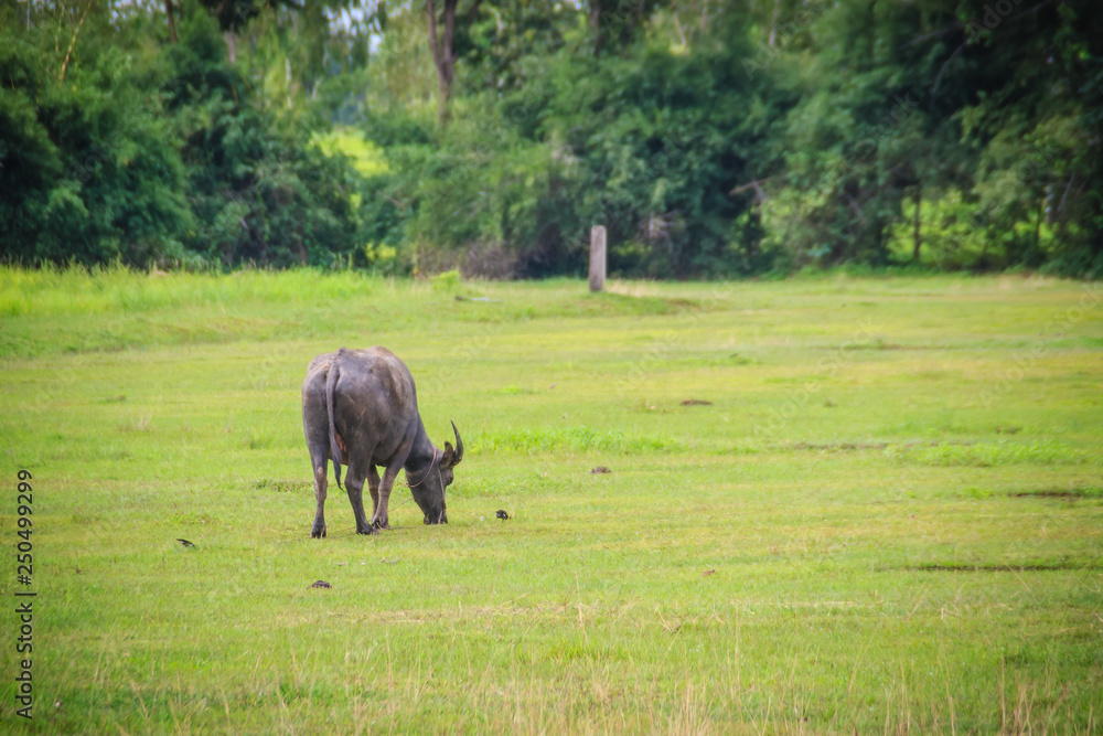 The water buffalo or domestic Asian water buffalo is eating grass with birds in green grass field.