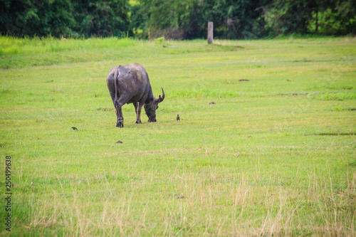 The water buffalo or domestic Asian water buffalo is eating grass with birds in green grass field.