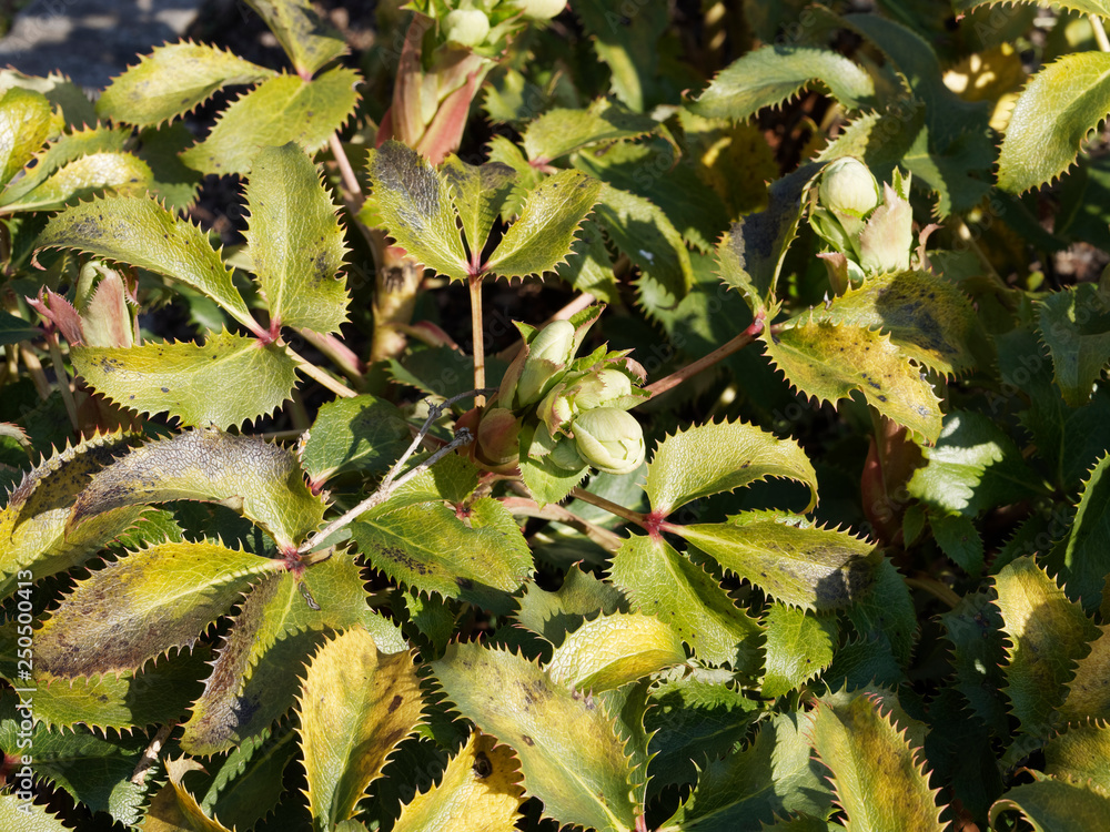 Helleborus argutifolius - Hellébore de Corse, une espèce endémique, le plus grand des hellébores Helleborus argutifolius - Hellébore de Corse, une espèce endémique, le plus grand des hellébores
