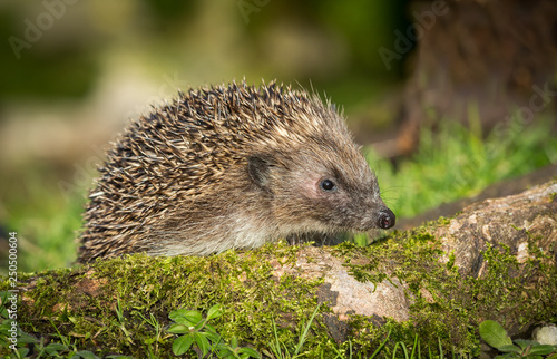 Hedgehog, (Erinaceus Europaeus) wild, native, European hedgehog in natural habitat on green moss log with blurred background. Close up. Landscape, Horizontal