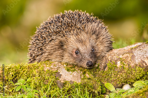 Hedgehog, (Erinaceus Europaeus) wild, native, European hedgehog in natural habitat on green moss log with blurred background. Close up. Landscape, Horizontal