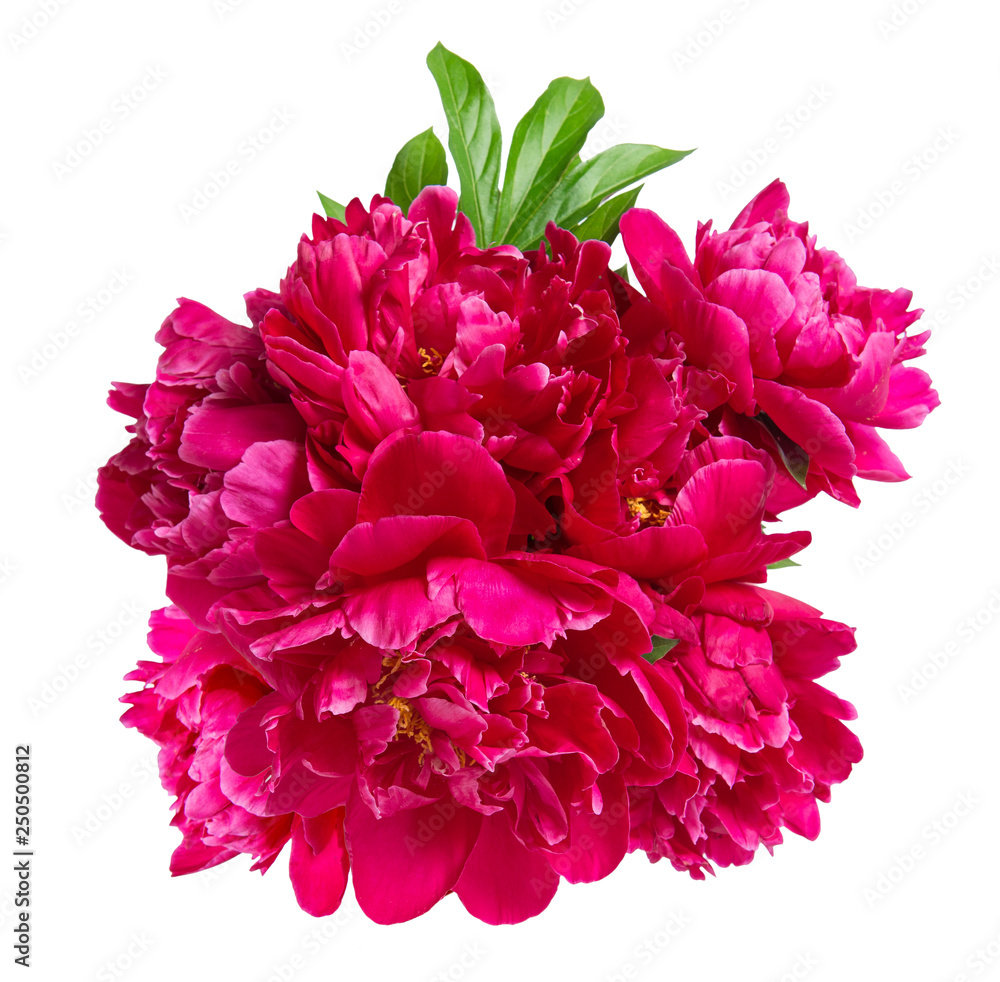 Red peony blossom isolated white background Flower bouquet Red peony blossom isolated white background Flower bouquet