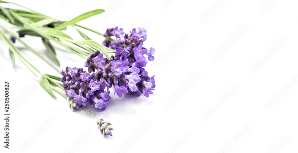 Fototapeta premium Lavender herb flowers white background