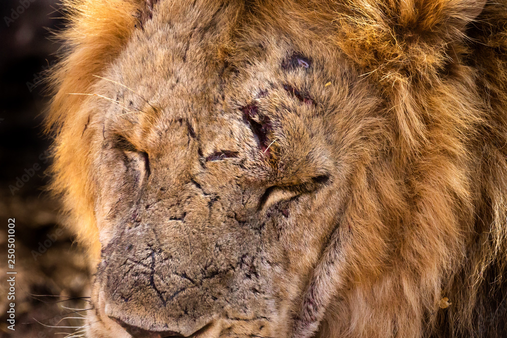 Φωτογραφία Wounded African lion. Close-up of face.