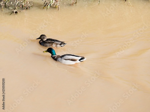 Two ducks swimming in the water