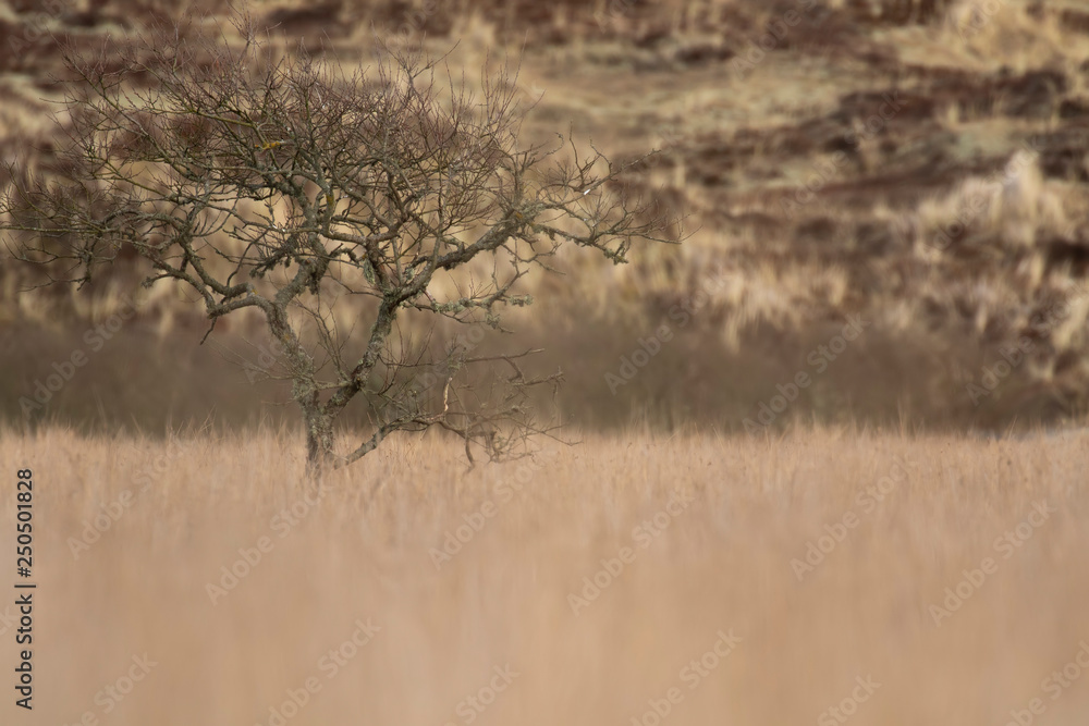 lone tree growing within marsh and long grasses in an estuary in Scotland during winter. lone tree growing within marsh and long grasses in an estuary in Scotland during winter.
