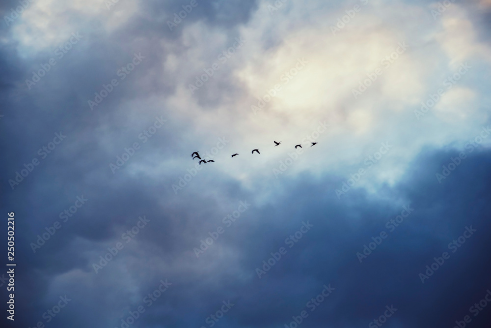 ducks flying over the cloudy sky