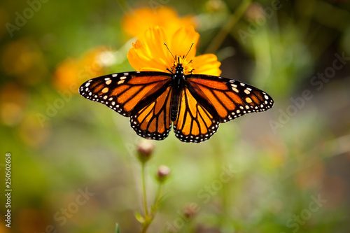 Beautiful Monarch Butterfly on a Flower