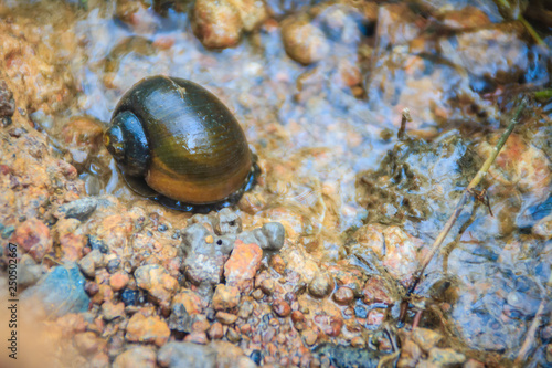 Golden applesnail or Channeled applesnail is the alien imported from abroad. The number is increasing and spread in almost all areas of Thailand. It is a freshwater mollusk that is a major rice enemy. photo