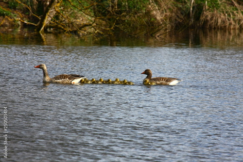 graugans familie