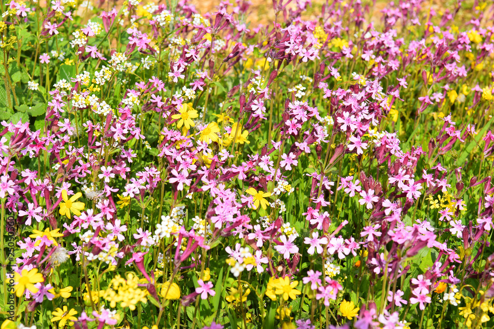 spring flowering in the Lower Galilee, Israel spring flowering in the Lower Galilee, Israel