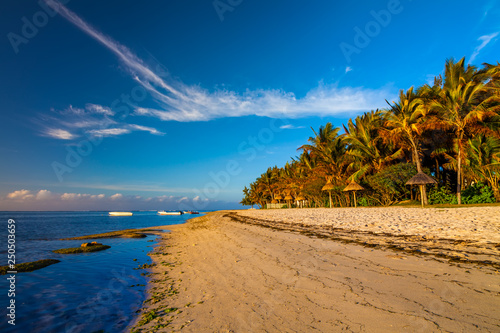 Sandy beach with palm trees at sunny day, Reunion.