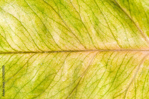 yellow leaf of a plant, close up background image