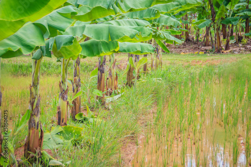 Mixed farming by planting banana trees in rice fields is agricultural system in which a farmer conducts different agricultural practice together two or more of plants simultaneously in the same field. photo