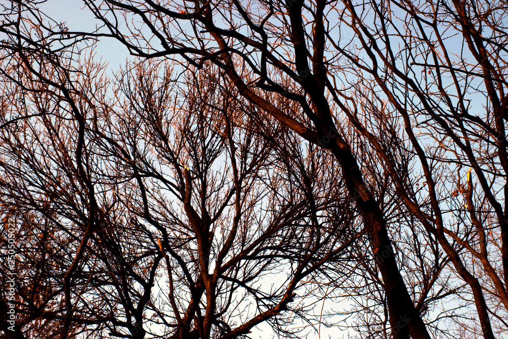 Tree branches silhouette crossing blue sky Tree branches silhouette crossing blue sky