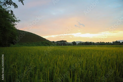 Chiang Mai Rice Fields