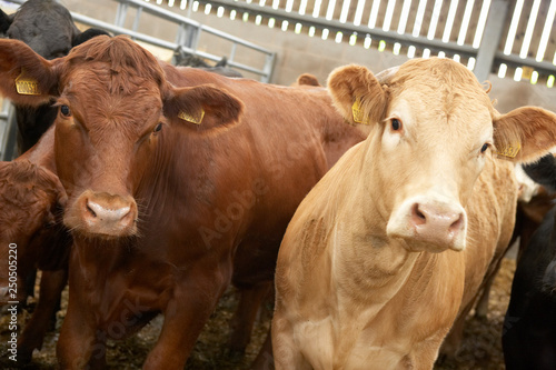 BROWN COWS IN FARM YARD