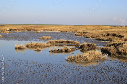 dry grass at the salt marsh along the sea with low tide in winter © Angelique