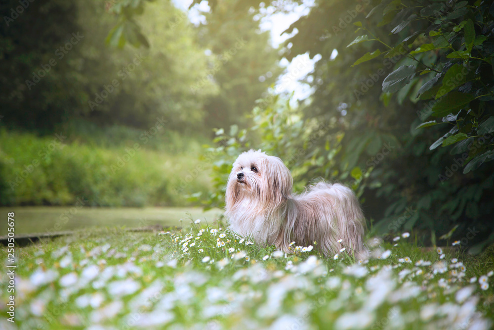 Ταπετσαρία Dog By the Canal Greenery