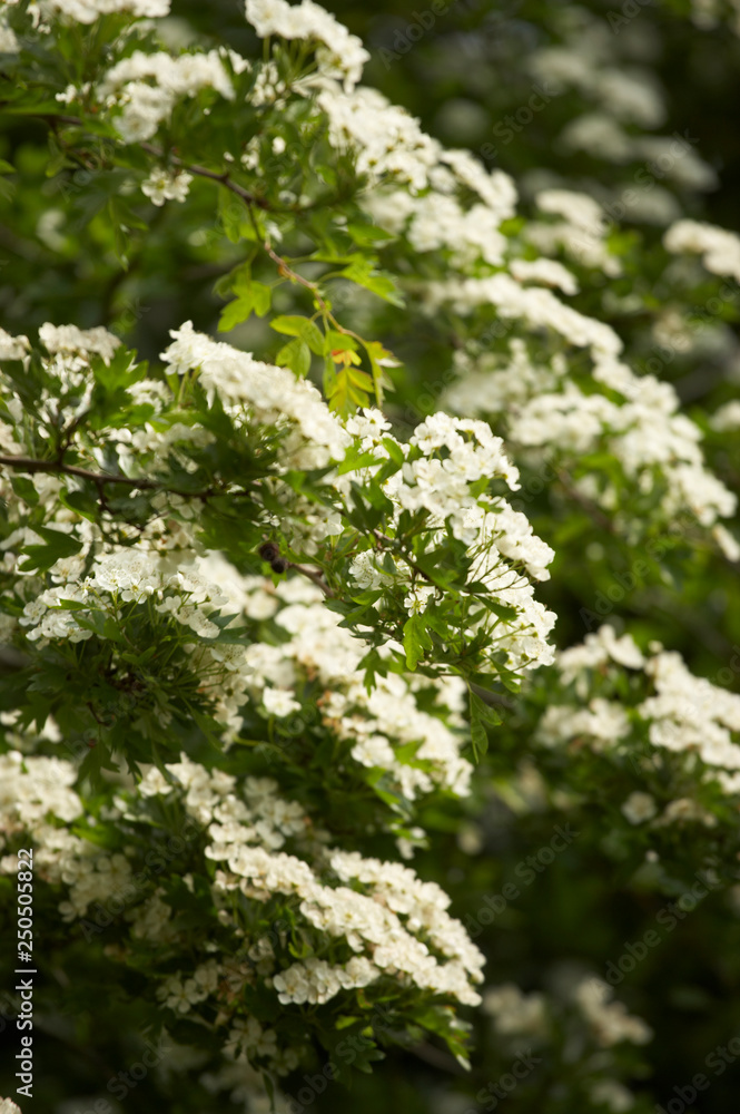 HAWTHORN BLOSSOM IN CLOSE UP HAWTHORN BLOSSOM IN CLOSE UP